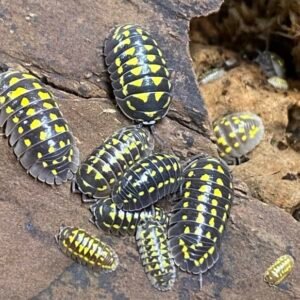 Armadillidium Gestroi “Yellow Spotted” 20+ Count cropped cropped img 7197 scaled 1.jpeg