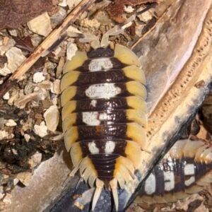 Porcellio Expansus Orange - 8+ count cropped cropped cropped img 3833 scaled 1 6.jpeg