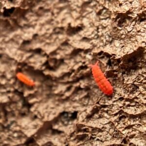 25+ count Lobella sp. “Thai red” and 100+ Ceratophysella sp. “Albino” (yellow) springtail combo cropped cropped cropped img 8728.jpeg