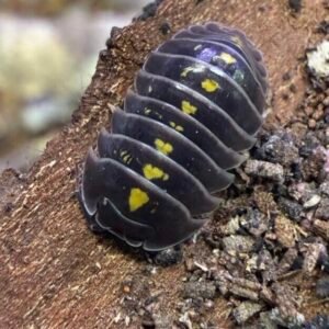 6+ Armadillidium germanicum “Darth Vader” cropped cropped cropped img 9214.jpeg