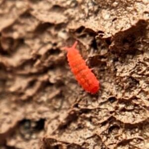 100+ count Lobella sp. “Thai Red” springtails cropped cropped cropped cropped img 8728.jpeg