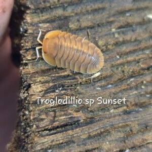 6 ct Troglodillio sp Sunset 20260309 025430