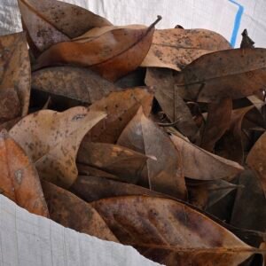 12x8x10 box of sanitized magnolia leaves 20260624 075023