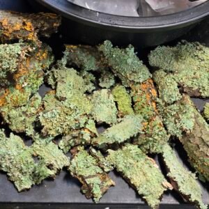 11x7.5x5.5 lichen sticks and lichen bark hides 20260624 093042