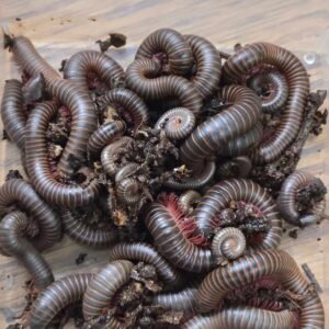 6 pink leg American giant millipedes 20260706 052119