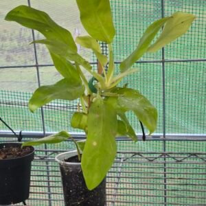 Philodendron lemon lime 20260721 062627