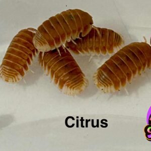 citrus