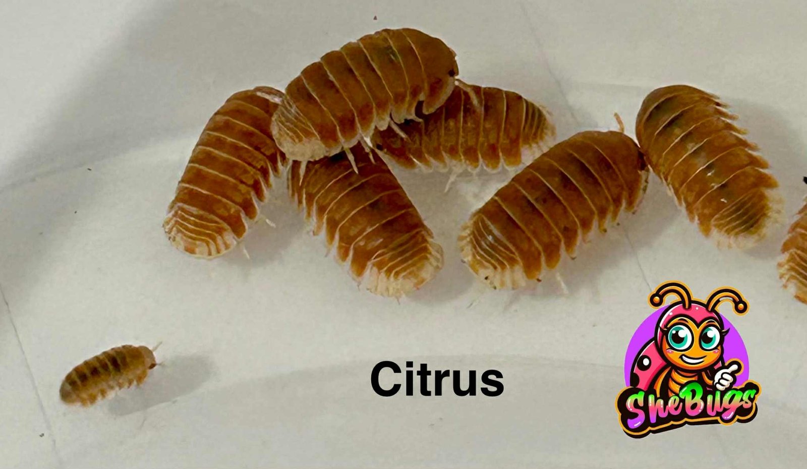 citrus citrus