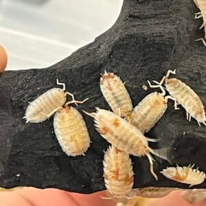 50+ count Porcellio Scaber “Orange Dalmatian “ img 1667