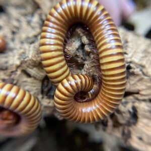 3ct Female Texas gold millipedes img 5836