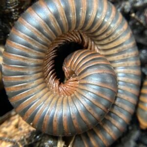 4ct American Giant pink footed millipede img 5847