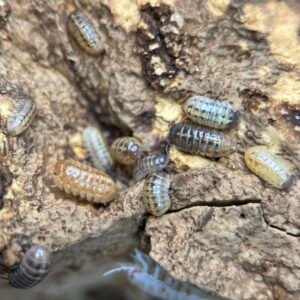 10+ Count Armadillidium Vulgare “Gem Mix” img 7908