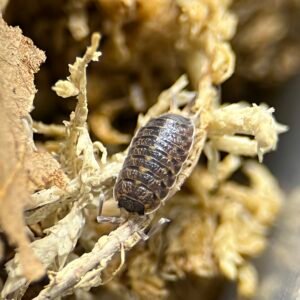 10+ Count Proporcellio sp. Vulcanius img 8455
