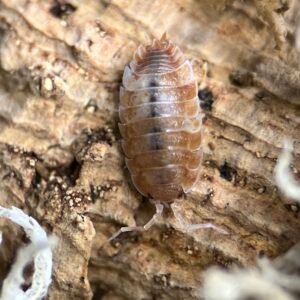10+ Porcellio Scaber “Orange Koi” img 8481