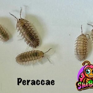 Peraccae peraccae
