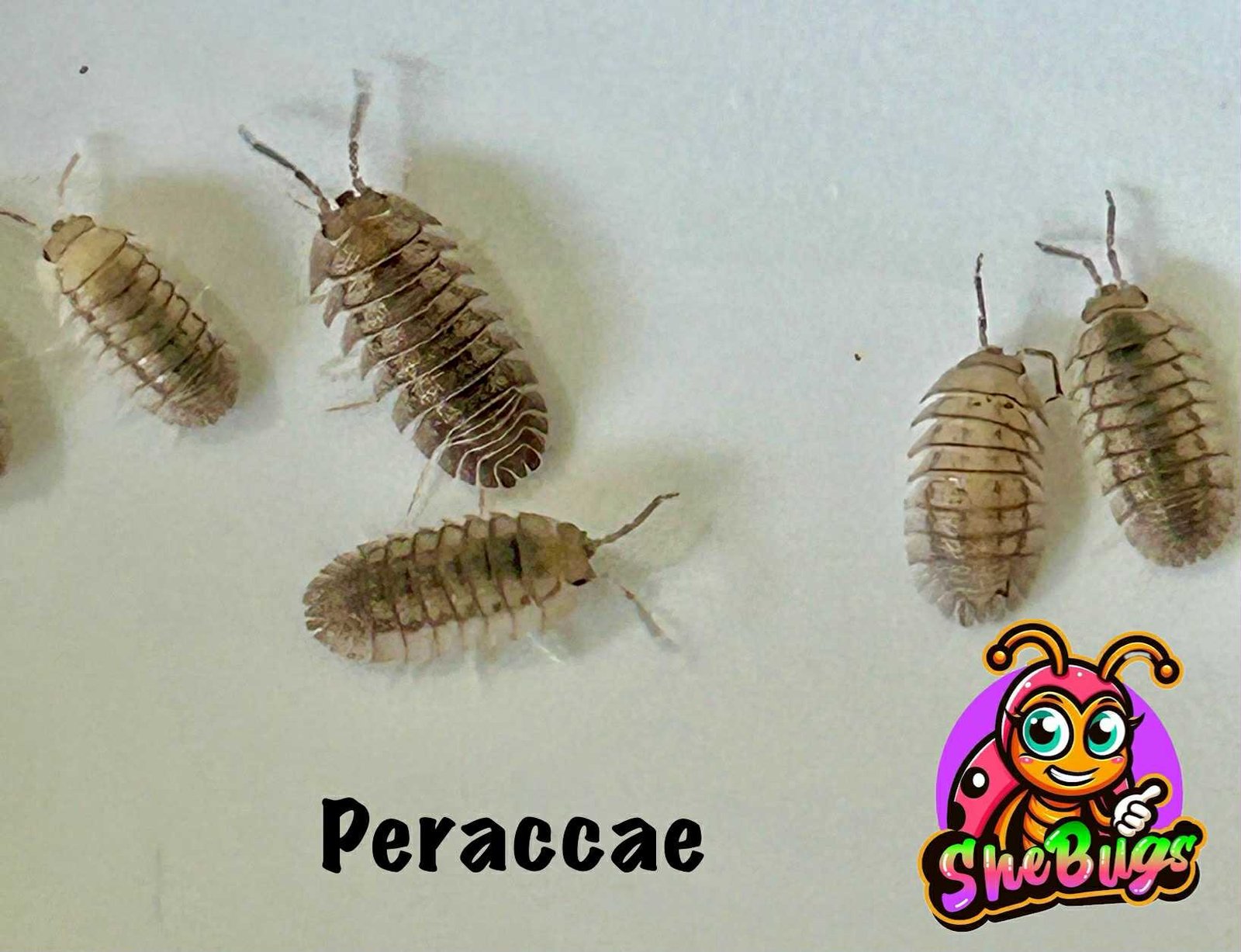 peraccae peraccae