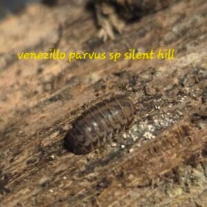 12 venezillo parvus silent hill cropped 20251027 061633 scaled 1.jpg