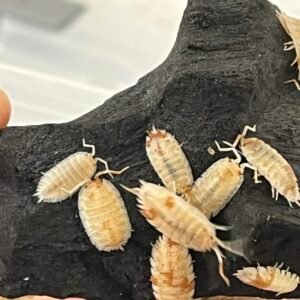 10+ count of Porcellio Scaber “Orange Dalmatian “ cropped img 1667 scaled 1.jpeg