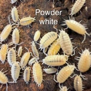 PORCELLIONIDES PRUINOSUS POWDER WHITE -30 + 5 COUNT cropped img 4498 1.jpeg