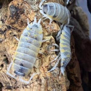 Porcellio Ornatus Witches brew - 8+1 count cropped img 4965 scaled 1.jpeg