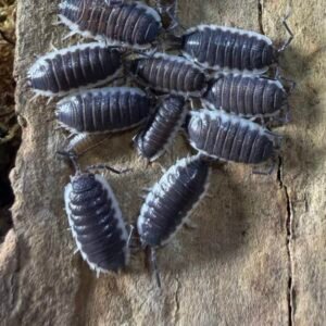 Porcellio sp. Sevilla - 30+3 count cropped img 4966 scaled 1.jpeg