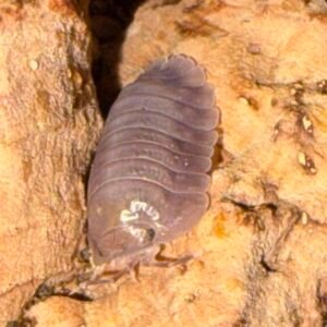 Nesodillo arcangelii sp. Purple Ghost 10+2 count cropped cropped img 4758 scaled 1 1.jpeg