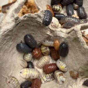 10+ count Armadillidium vulgare “gem mix” (high color) isopods cropped cropped img 6337 scaled 2.jpeg