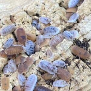 Cubaris Murina “Pearl/Anemone” isopods 50 Count cropped cropped cropped img 7170 scaled 3.jpeg