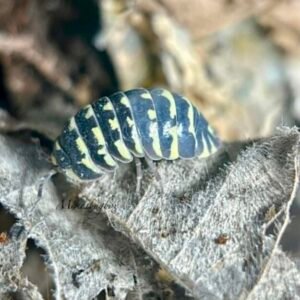 10 Ct JUVENILE Armadillidium Yellow Zebra cropped yellow zebra 2 1.jpg