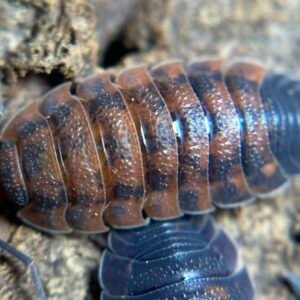 Breeder's Bundle 20+cts - Red Koi, Porcellio Lava, Anqi Magic Potion (EzyEddie's EU line), Pineapple Spiky 0273c4e7 3822 40dc b0bc e1a47d61f0c5