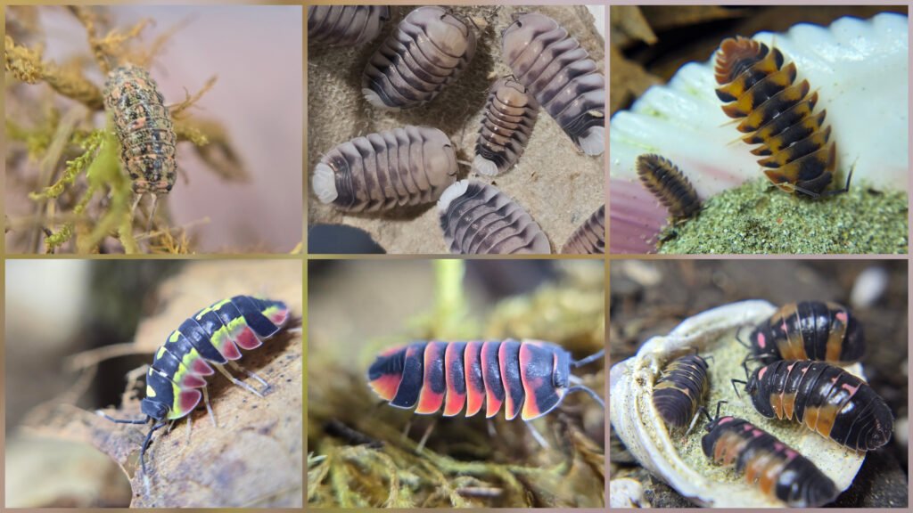 Tutorials & Guides How to choose your first Isopod species.