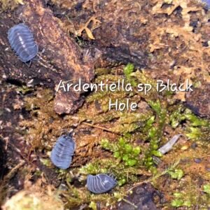 6 Ardentiella sp Black Hole 20260630 070705