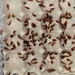24 Red Runner roaches 20260723 184317