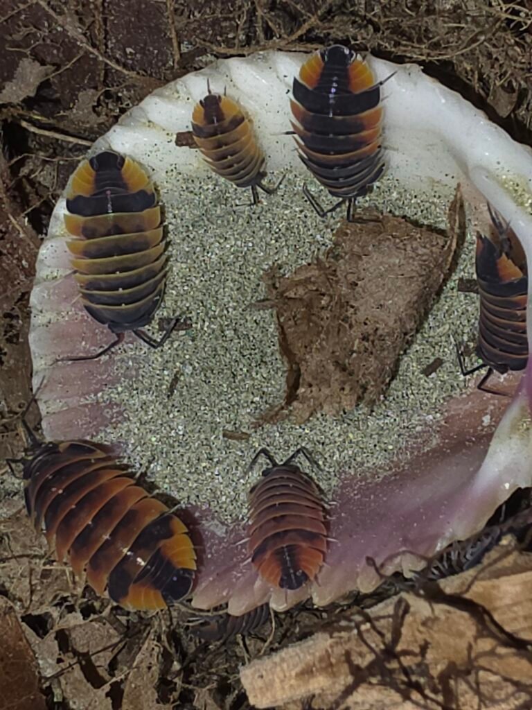 Tutorials & Guides Can You Overfeed Isopods?