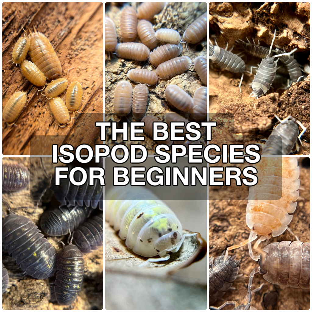 Best Isopod Species for Beginners