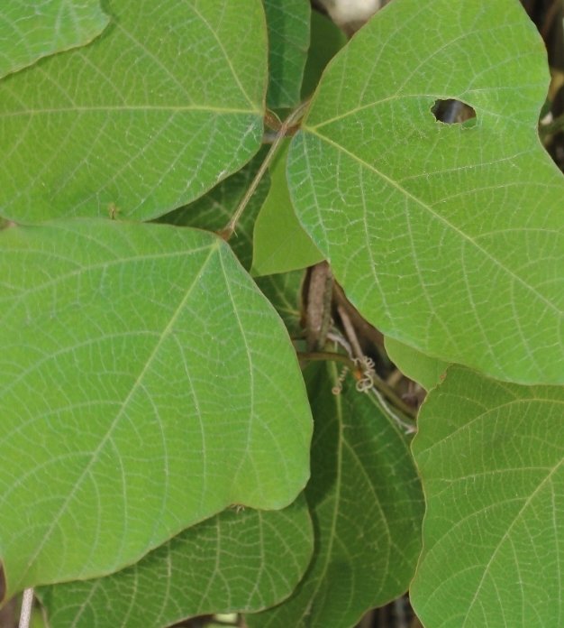 Tutorials & Guides Why Kudzu Is One of the Best Leaves for Isopods