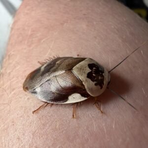 centurion roach
