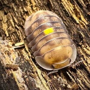 15ct Cubaris amber firefly LCF fb img 1787082351789~2