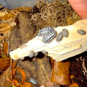 10+ Armadillidium Gestroi “Zinger” screenshot