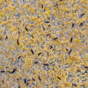 250+ Ceratophysella sp. “Albino” (yellow) springtails img 0932
