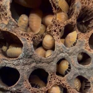 10+ count Cubaris murina “anemone” isopods screenshot
