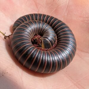 10ct young Narceus americanus img 20260820 010803~2