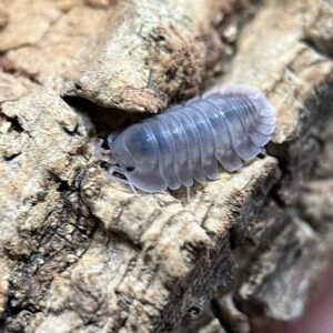 10+ Count Nesodillo Arcangelii “Purple Ghost” img 3607