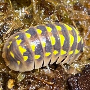 Armadillidium Gestroi “Halloween” 10 Count img 7804