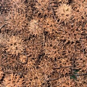 20ct Sweetgum Balls img 8387