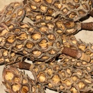 6x6x6 box magnolia pods img 8389