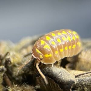 10+ count Armadillidium Gestroi Caramel T+ img 8689
