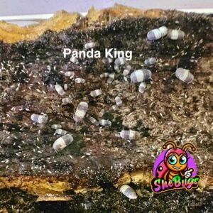 Panda King Isopods - 15 count panda k