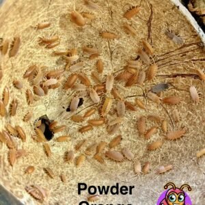 Powder Orange - 100 count powder o
