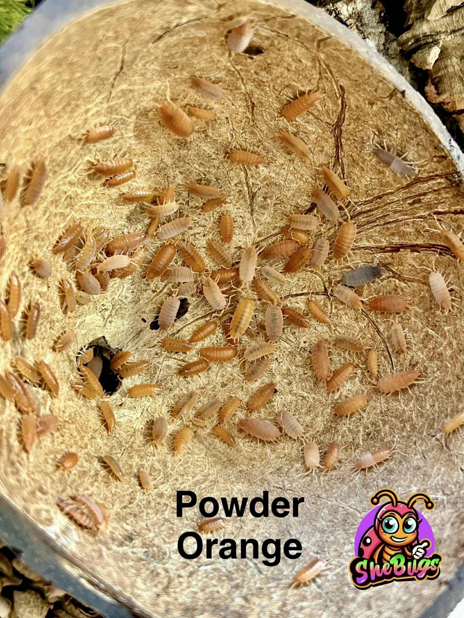 powder o powder o